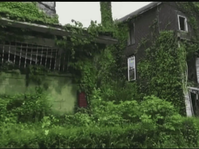 house covered in ivy