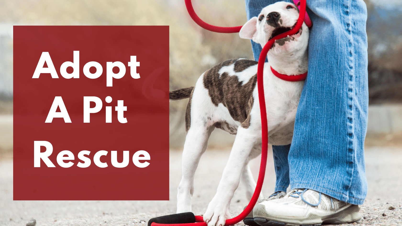 Best Ever Cause: Adopt A Pit Rescue