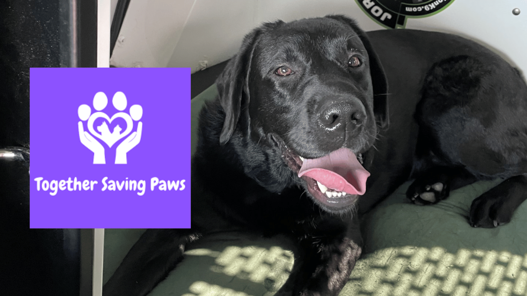 Best Ever Cause: Together Saving Paws
